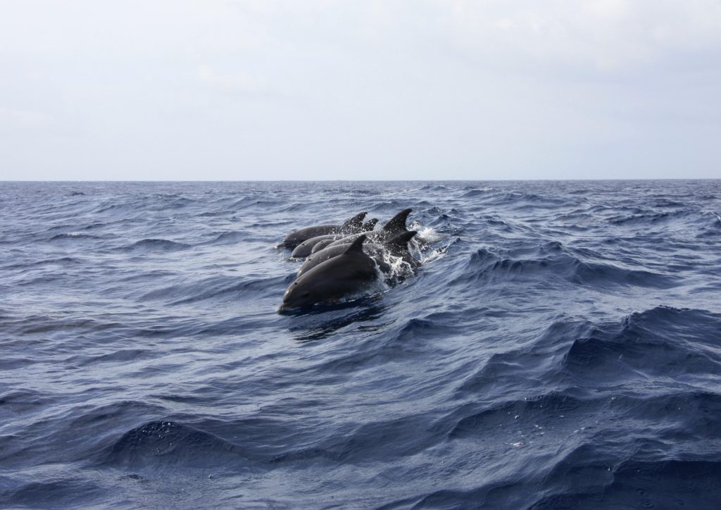 group of wild dolphins at surface of the sea