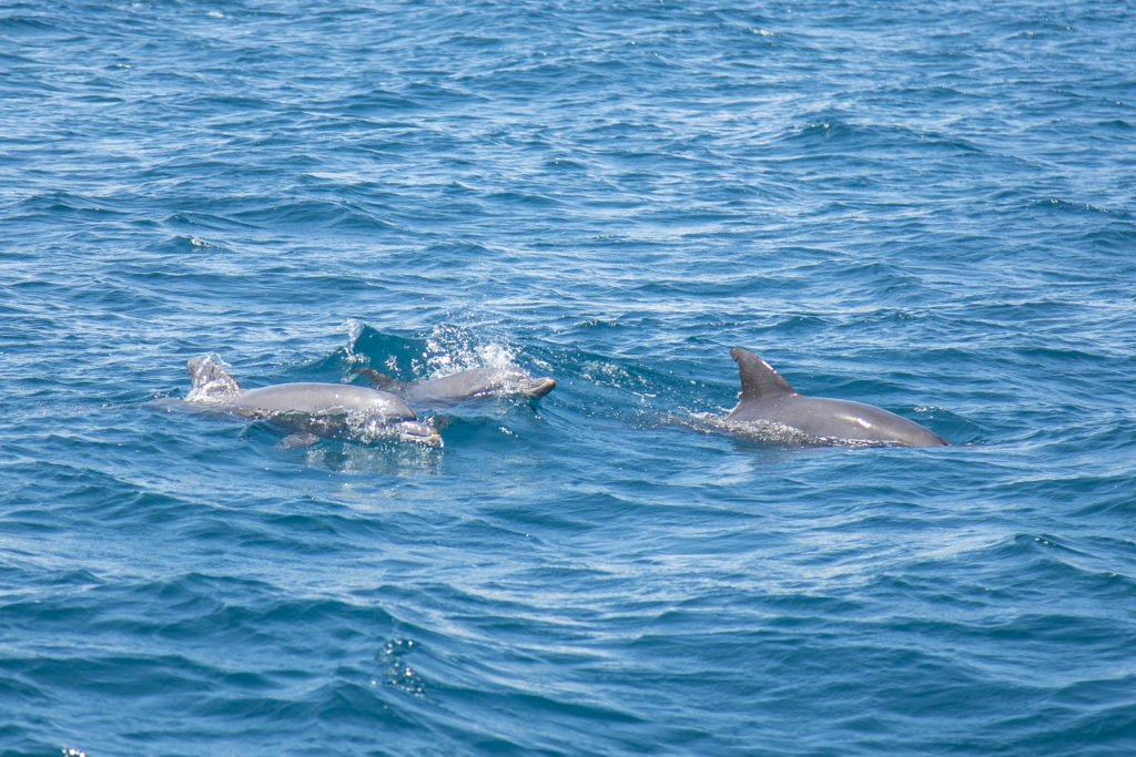 dolphins swimming near Wasini island in Kenya